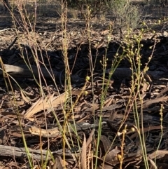 Bulbine sp. at Fentons Creek, VIC - 5 Dec 2021 08:21 AM