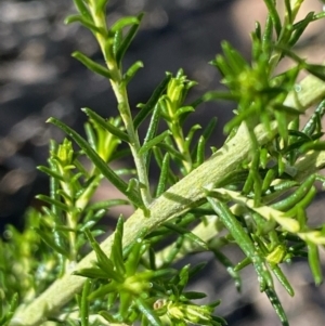 Cassinia sifton at Fentons Creek, VIC - 5 Dec 2021