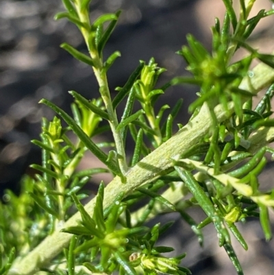Cassinia sifton (Sifton Bush, Chinese Shrub) at Fentons Creek, VIC - 5 Dec 2021 by KL
