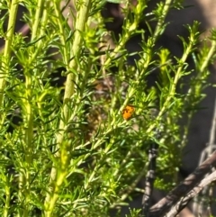 Cassinia sifton at Fentons Creek, VIC - 5 Dec 2021 08:20 AM