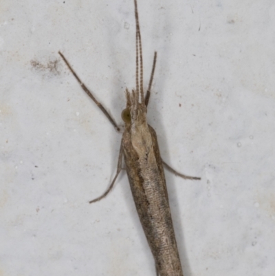 Plutella xylostella (Diamondback Moth) at Melba, ACT - 5 Oct 2021 by kasiaaus