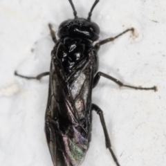Unidentified Wasp (Hymenoptera, Apocrita) (TBC) at Melba, ACT - 5 Oct 2021 by kasiaaus