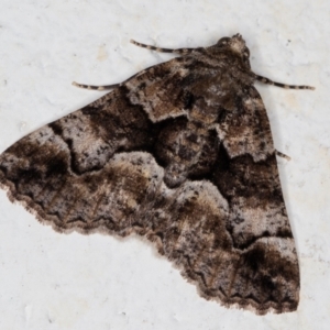 Gastrina cristaria at Melba, ACT - 6 Oct 2021 11:39 PM