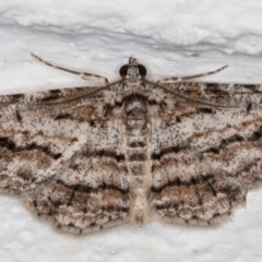 Didymoctenia exsuperata (Thick-lined Bark Moth) at Melba, ACT - 6 Oct 2021 by kasiaaus