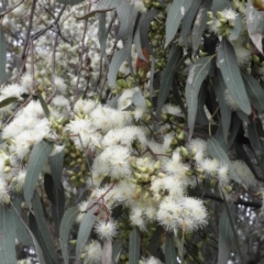 Eucalyptus blakelyi (Blakely's Red Gum) at Farrer, ACT - 7 Dec 2021 by MatthewFrawley