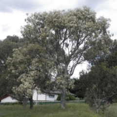 Eucalyptus blakelyi at Farrer, ACT - 7 Dec 2021 02:54 PM