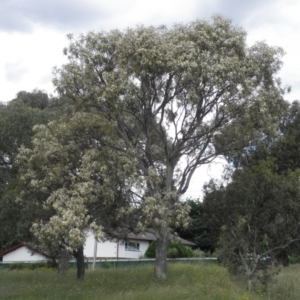 Eucalyptus blakelyi at Farrer, ACT - 7 Dec 2021