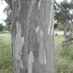 Eucalyptus blakelyi at Farrer, ACT - 7 Dec 2021