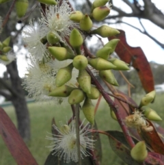 Eucalyptus blakelyi at Farrer, ACT - 7 Dec 2021 02:54 PM