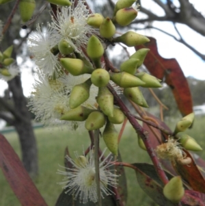 Eucalyptus blakelyi at Farrer, ACT - 7 Dec 2021