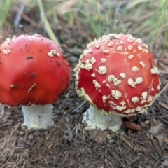 Amanita muscaria (Fly Agaric) at Watson, ACT - 6 Dec 2021 by sbittinger