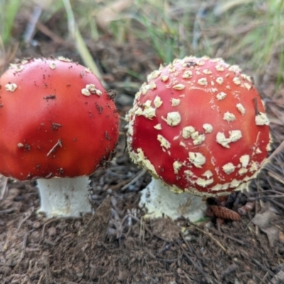 Amanita muscaria (Fly Agaric) at Watson, ACT - 5 Dec 2021 by sbittinger