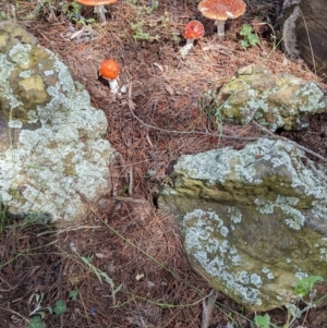 Amanita muscaria at Watson, ACT - 6 Dec 2021