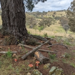 Amanita muscaria at Watson, ACT - 6 Dec 2021