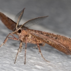 Rhinodia rostraria at Melba, ACT - 6 Oct 2021