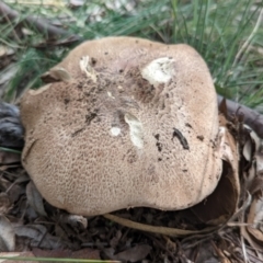 Agaricus sp. (Agaricus) at Mount Majura - 5 Dec 2021 by sbittinger