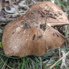 Agaricus sp. at Watson, ACT - 6 Dec 2021 10:30 AM