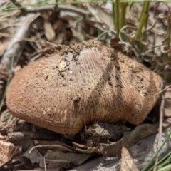 Agaricus sp. at Watson, ACT - 6 Dec 2021