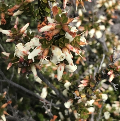 Epacris robusta (Round-leaf Heath) at Mount Clear, ACT - 28 Nov 2021 by Tapirlord