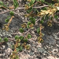 Phebalium squamulosum subsp. ozothamnoides (Alpine Phebalium, Scaly Phebalium) at Namadgi National Park - 28 Nov 2021 by Tapirlord