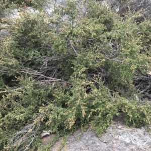 Phebalium squamulosum subsp. ozothamnoides at Mount Clear, ACT - 28 Nov 2021