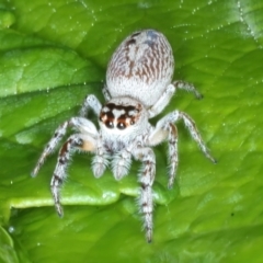 Opisthoncus grassator (Jumping spider) at Ainslie, ACT - 10 Nov 2021 by jb2602