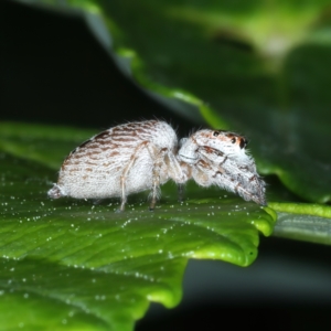 Opisthoncus grassator at Ainslie, ACT - 10 Nov 2021