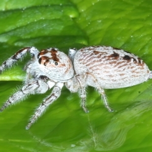 Opisthoncus grassator at Ainslie, ACT - 10 Nov 2021