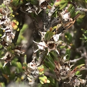 Kunzea muelleri at Mount Clear, ACT - 28 Nov 2021