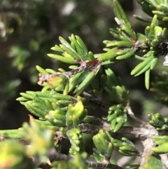 Kunzea muelleri at Mount Clear, ACT - 28 Nov 2021 01:48 PM