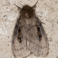 White Cedar Moth (Leptocneria reducta) · iNaturalist Australia