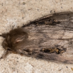 Leptocneria reducta at Melba, ACT - 7 Oct 2021 07:01 PM