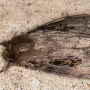 Leptocneria reducta at Melba, ACT - 7 Oct 2021 07:01 PM