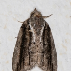 Etanna clopaea (A Noctuid moth (family Nolidae)) at Melba, ACT - 8 Oct 2021 by kasiaaus