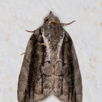 Etanna clopaea (A Noctuid moth (family Nolidae)) at Melba, ACT - 8 Oct 2021 by kasiaaus