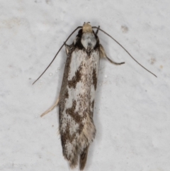 Eusemocosma pruinosa (Philobota Group Concealer Moth) at Melba, ACT - 8 Oct 2021 by kasiaaus