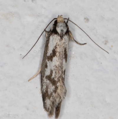 Eusemocosma pruinosa (Philobota Group Concealer Moth) at Melba, ACT - 8 Oct 2021 by kasiaaus