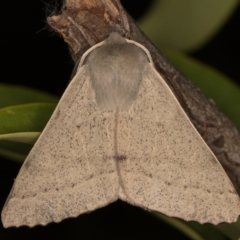 Arhodia lasiocamparia (Pink Arhodia (Oenochrominae)) at Melba, ACT - 8 Oct 2021 by kasiaaus
