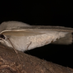 Arhodia lasiocamparia at Melba, ACT - 8 Oct 2021 11:57 PM