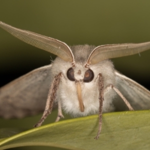 Arhodia lasiocamparia at Melba, ACT - 8 Oct 2021 11:57 PM