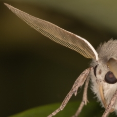 Arhodia lasiocamparia at Melba, ACT - 8 Oct 2021 11:57 PM