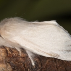 Trichiocercus sparshalli (Sparshall's Moth) at Melba, ACT - 8 Oct 2021 by kasiaaus