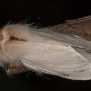 Trichiocercus sparshalli at Melba, ACT - 8 Oct 2021 11:49 PM