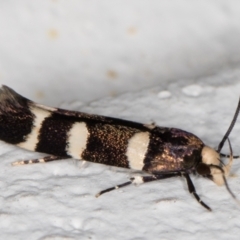 Limnaecia chionospila (Cosmopterigid) at Melba, ACT - 8 Oct 2021 by kasiaaus