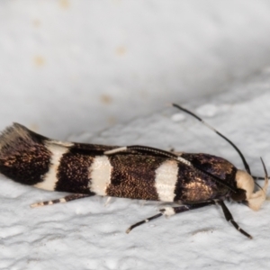 Limnaecia chionospila at Melba, ACT - 8 Oct 2021