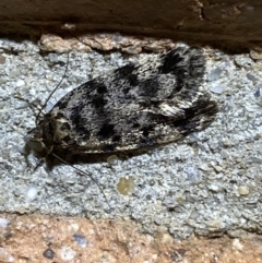 Barea (genus) (A concealer moth) at QPRC LGA - 7 Dec 2021 by Steve_Bok
