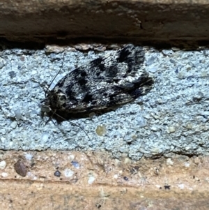 Barea (genus) at Jerrabomberra, NSW - 7 Dec 2021