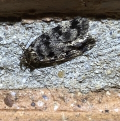 Barea (genus) at Jerrabomberra, NSW - 7 Dec 2021