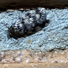 Barea (genus) at Jerrabomberra, NSW - 7 Dec 2021