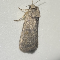 Proteuxoa (genus) (A Noctuid moth) at Jerrabomberra, NSW - 7 Dec 2021 by Steve_Bok